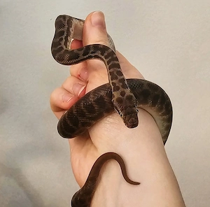 1.0 antaresia stimsoni stimsoni 