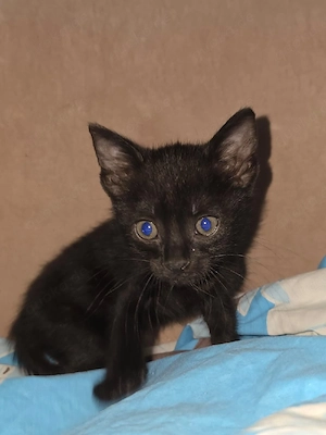 Kitten Katze Kater Tierschutz Bundesweite Vermittlung 
