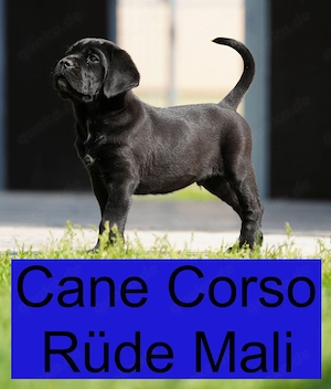 Kräftiger Cane Corso Welpen Rüde abzugeben!!