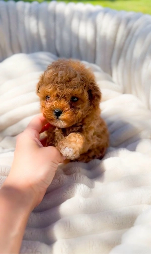 Wunderschöner Mini Pudel-Rüde teacup! 