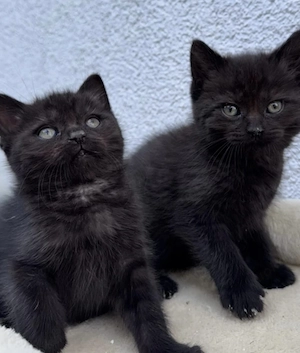 7 Babykatzen Katzen Kinder 