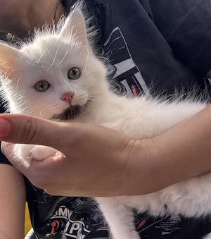 7 Babykatzen Katzen Kinder 