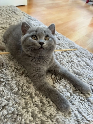 Kitten Britisch kurzhaar BkH 