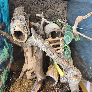 Kronengecko mit Terrarium 