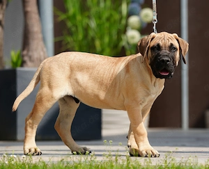 Top Wach-Schutz- und Familien Hunde Presa Canario Made in Deutschland Bild 4