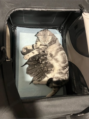 BKH Kitten 