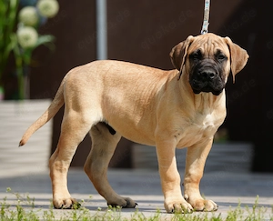 Top Wach-Schutz- und Familien Hunde Presa Canario Made in Deutschland Bild 2