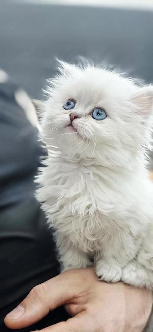 BKH Kitten zuckersüß 