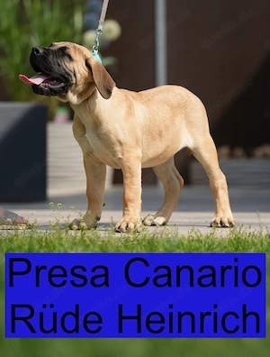 Top Wach-Schutz- und Familien Hunde Presa Canario Made in Deutschland