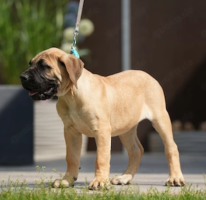 Top Wach-Schutz- und Familien Hunde Presa Canario Made in Deutschland Bild 3