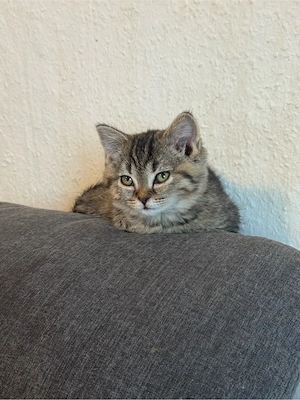 bkh kitten tabby Mädchen  Bild 3