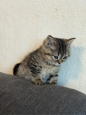 bkh kitten tabby Mädchen 