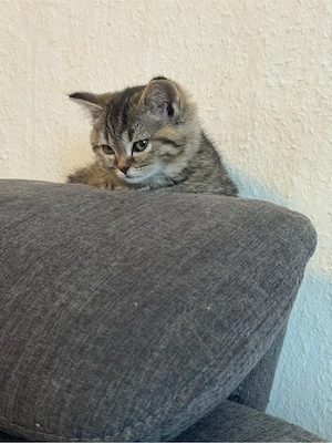 bkh kitten tabby Mädchen  Bild 2