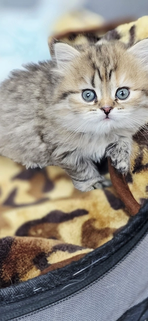 BKH Kitten Mädchen 