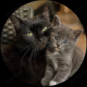4 Kitten dürfen bald ausziehen