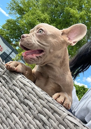 Französische Bulldoggen 
