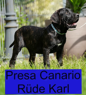 Top Wach-Schutz- und Familien Hunde Presa Canario Made in Deutschland Bild 5