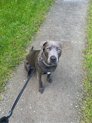 American Staffordshire Terrier Rhodesian Ridgeback-Mix 