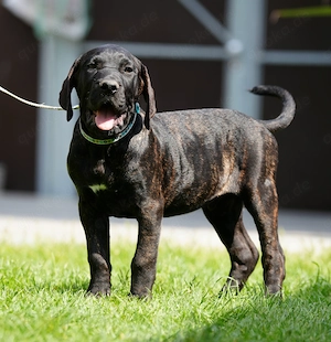 Top Wach-Schutz- und Familien Hunde Presa Canario Made in Deutschland Bild 6