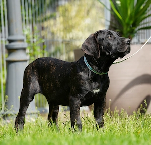 Top Wach-Schutz- und Familien Hunde Presa Canario Made in Deutschland Bild 7