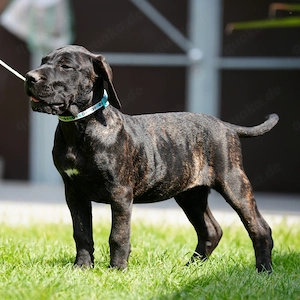 Top Wach-Schutz- und Familien Hunde Presa Canario Made in Deutschland Bild 8
