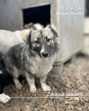 zuckersüßes Welpenmädchen "Misha" sucht ein liebevolles Zuhause  Bild 5