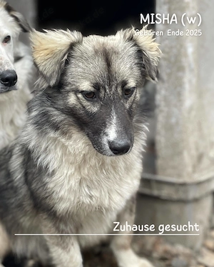 zuckersüßes Welpenmädchen "Misha" sucht ein liebevolles Zuhause  Bild 8