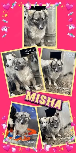 zuckersüßes Welpenmädchen "Misha" sucht ein liebevolles Zuhause 