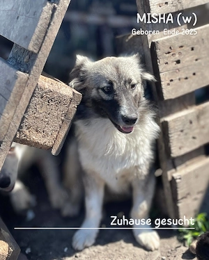 zuckersüßes Welpenmädchen "Misha" sucht ein liebevolles Zuhause  Bild 6