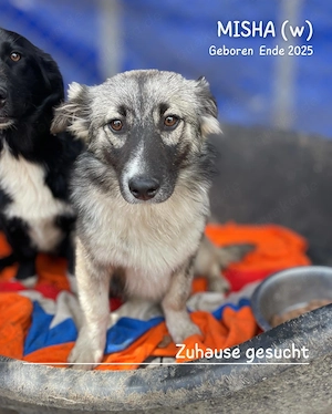 zuckersüßes Welpenmädchen "Misha" sucht ein liebevolles Zuhause  Bild 3