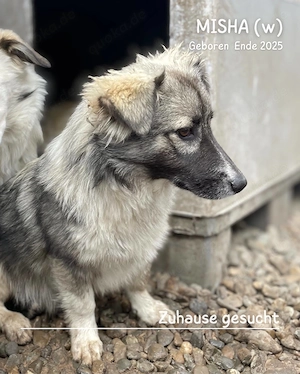 zuckersüßes Welpenmädchen "Misha" sucht ein liebevolles Zuhause  Bild 4