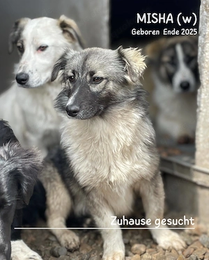 zuckersüßes Welpenmädchen "Misha" sucht ein liebevolles Zuhause  Bild 2