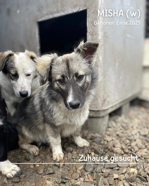 zuckersüßes Welpenmädchen "Misha" sucht ein liebevolles Zuhause  Bild 7