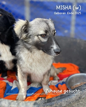 zuckersüßes Welpenmädchen "Misha" sucht ein liebevolles Zuhause  Bild 9