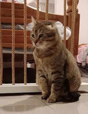 Wunderschöne Katze sucht ein liebevolles Zuhause Bild 7