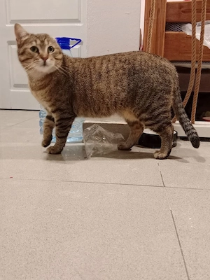Wunderschöne Katze sucht ein liebevolles Zuhause Bild 8