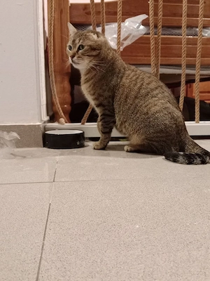 Wunderschöne Katze sucht ein liebevolles Zuhause Bild 6