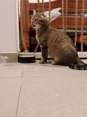 Wunderschöne Katze sucht ein liebevolles Zuhause Bild 9