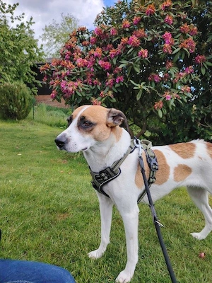 Unsere hübsche Bella sucht ein neues Kuschelkörbchen