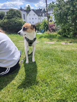 Unsere hübsche Bella sucht ein neues Kuschelkörbchen Bild 5