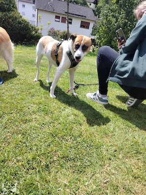 Unsere hübsche Bella sucht ein neues Kuschelkörbchen Bild 6