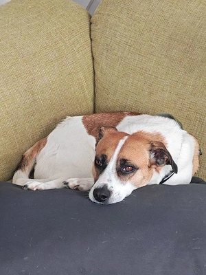 Unsere hübsche Bella sucht ein neues Kuschelkörbchen Bild 3