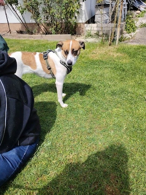 Unsere hübsche Bella sucht ein neues Kuschelkörbchen Bild 7