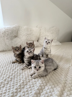BKH Britisch Kurzhaar Kätzchen tabby