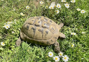 Dalmatinische Landschildkröte Hercegovinensis Weibchen