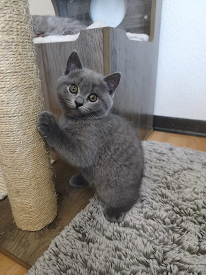 Kitten Britisch Kurzhaar BKH