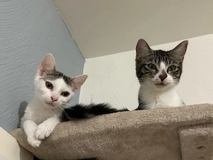 2männliche Kater