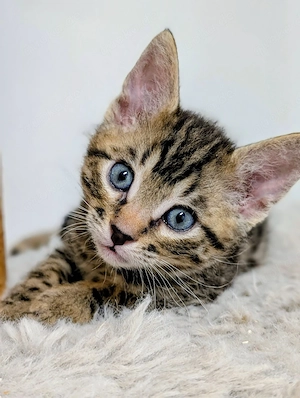 Bengal Kitten 