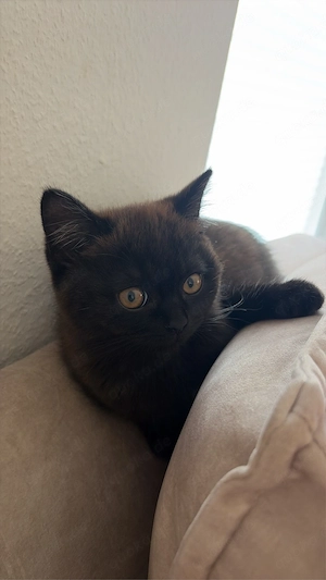 Britisch kurzhaar Katze