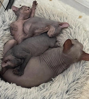 Don Sphynx Kitten